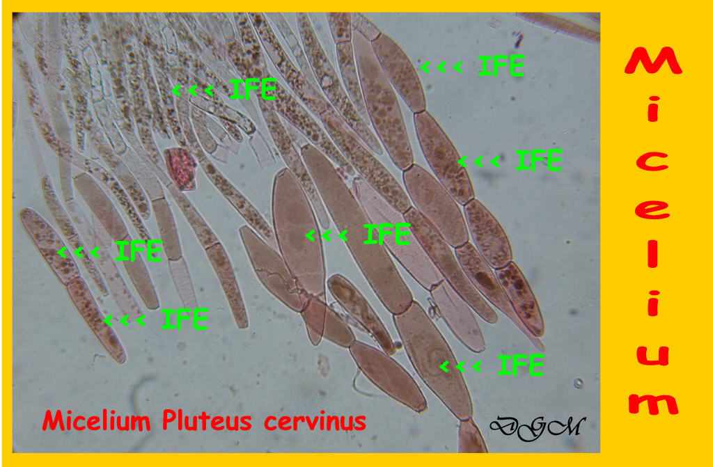 Ife fungine in movimento ??  Stereoscopio 20x